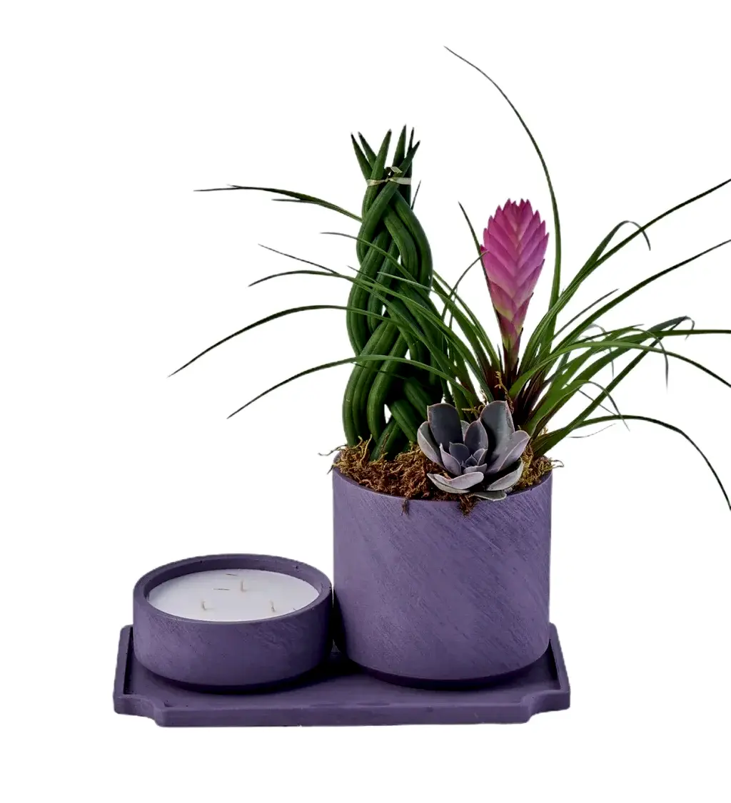 Green Forest and Candle Fantasy