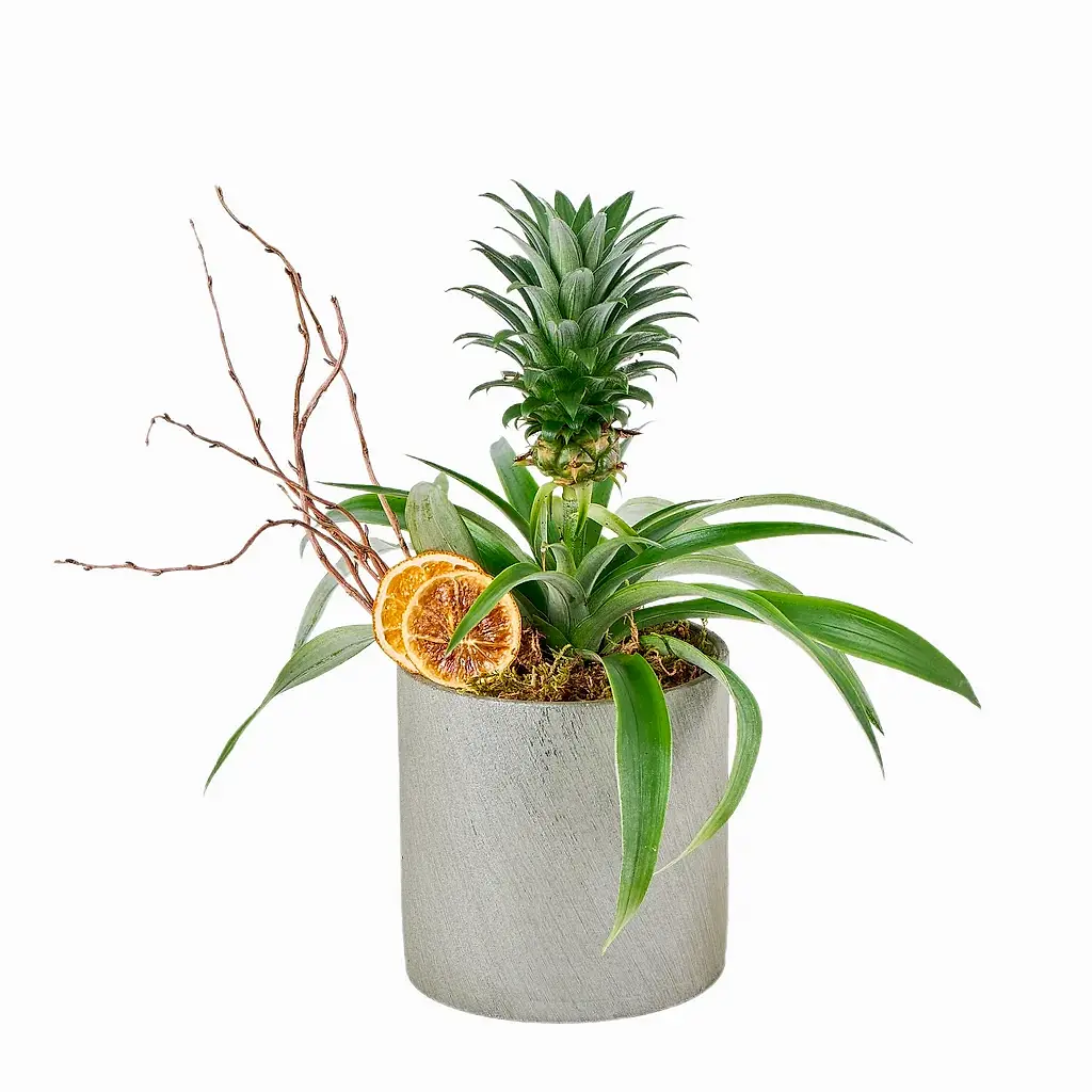 Saksılı Tropikal Ananas