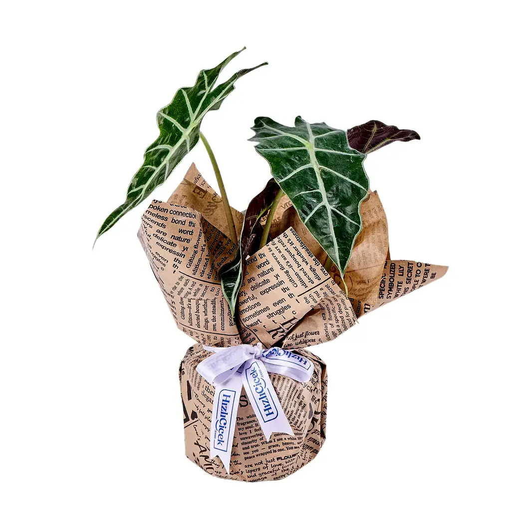 Fil Kulağı Bitkisi