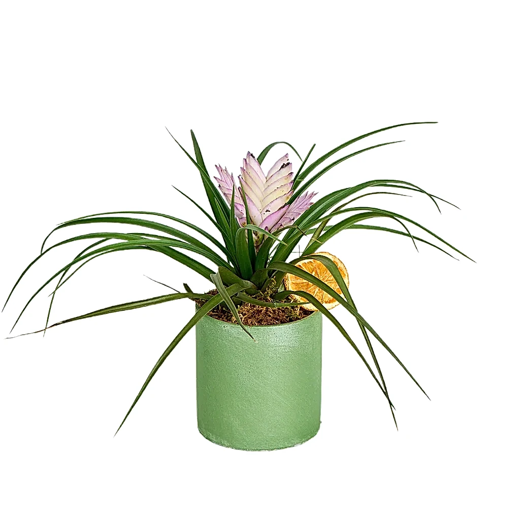 Hava Bitkisi(Tillandsia-hava çiçeği)