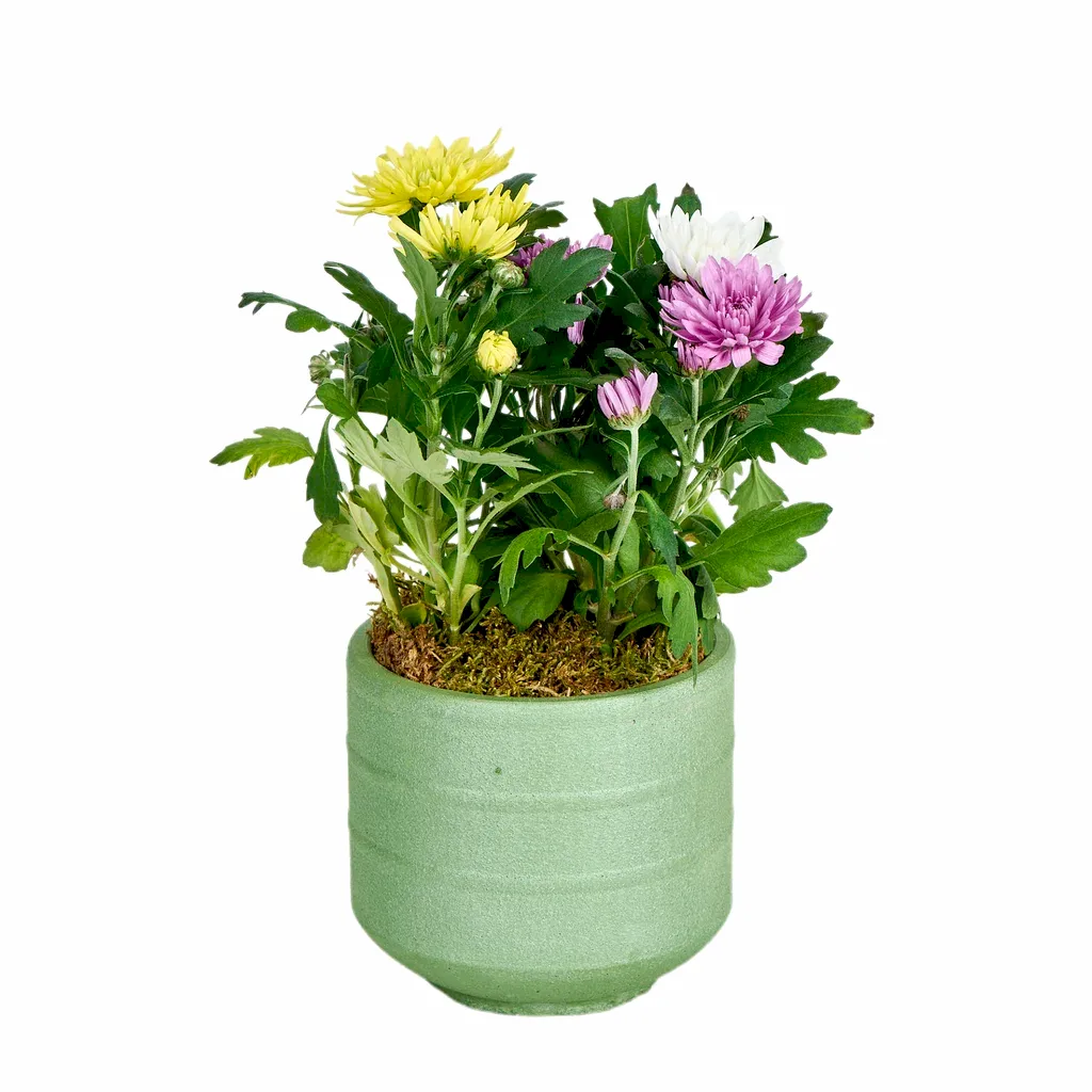 Saksılı 3 Renk Kasımpatı