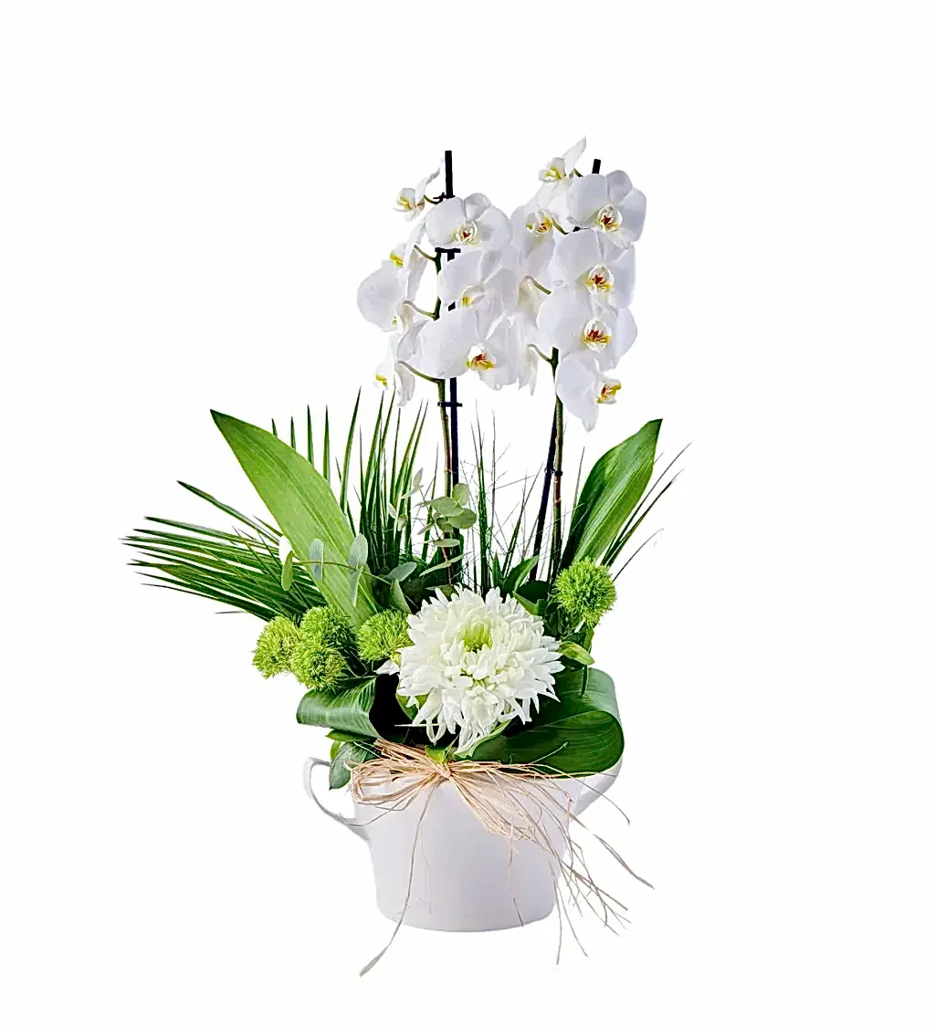 Lux Double White Orkide