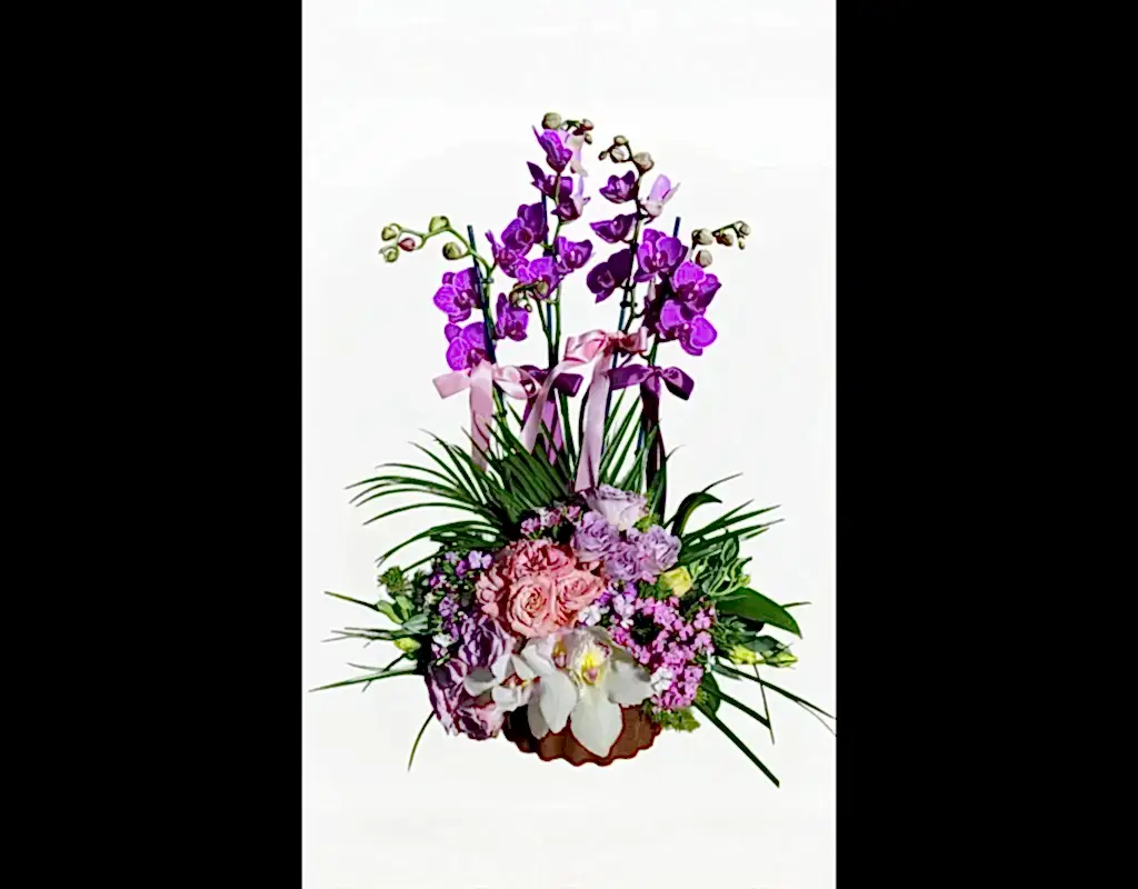 Mystic Energy Luxury Orkide