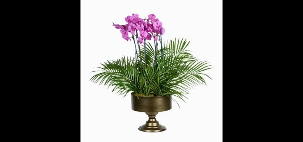 6 Dallı Mor Orkide