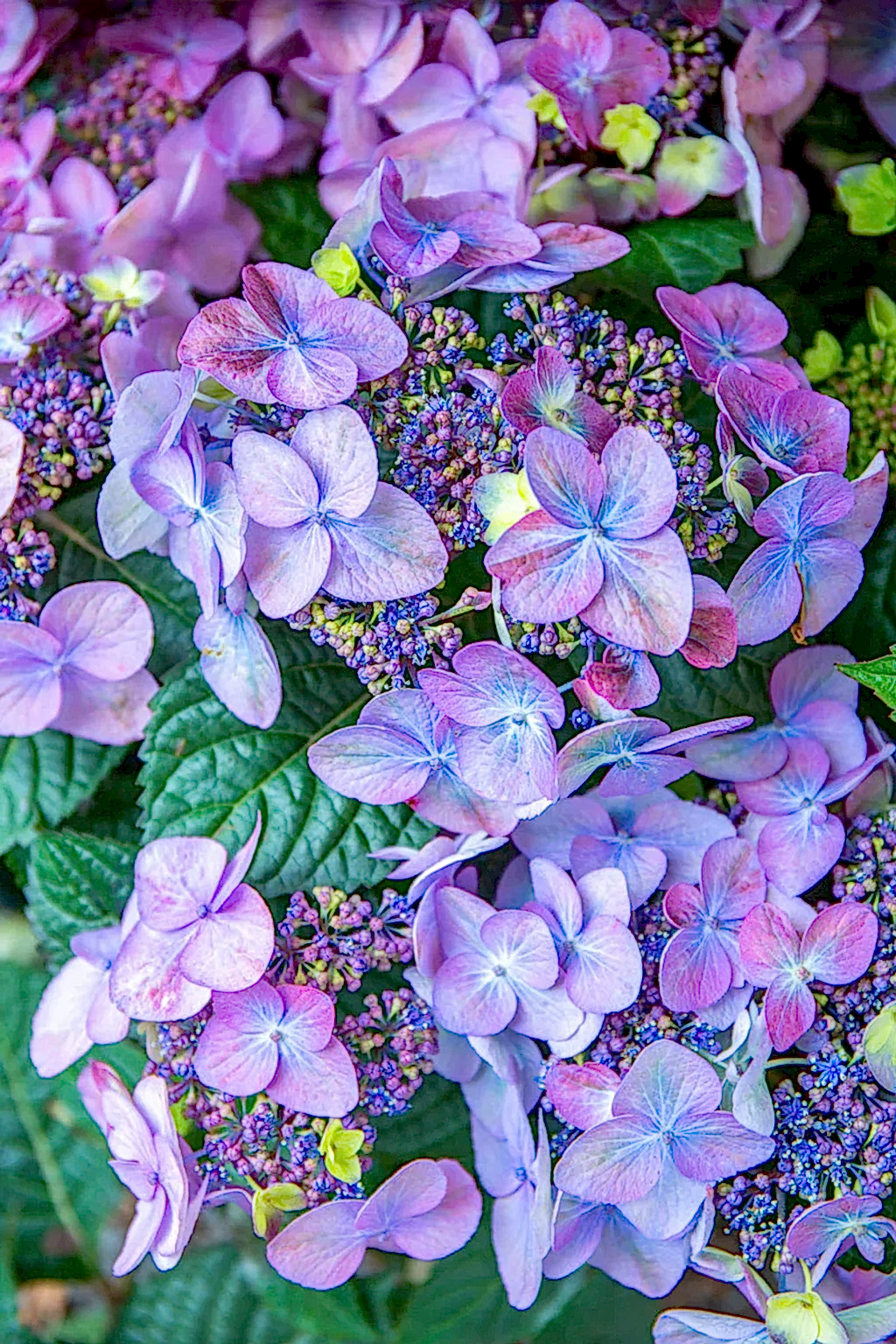 En Güzel Yaz Çiçekleri 