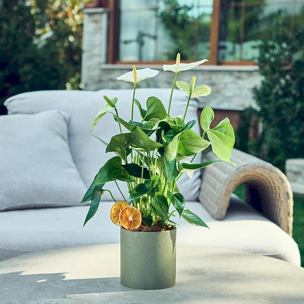 Saksılı Beyaz Antoryum