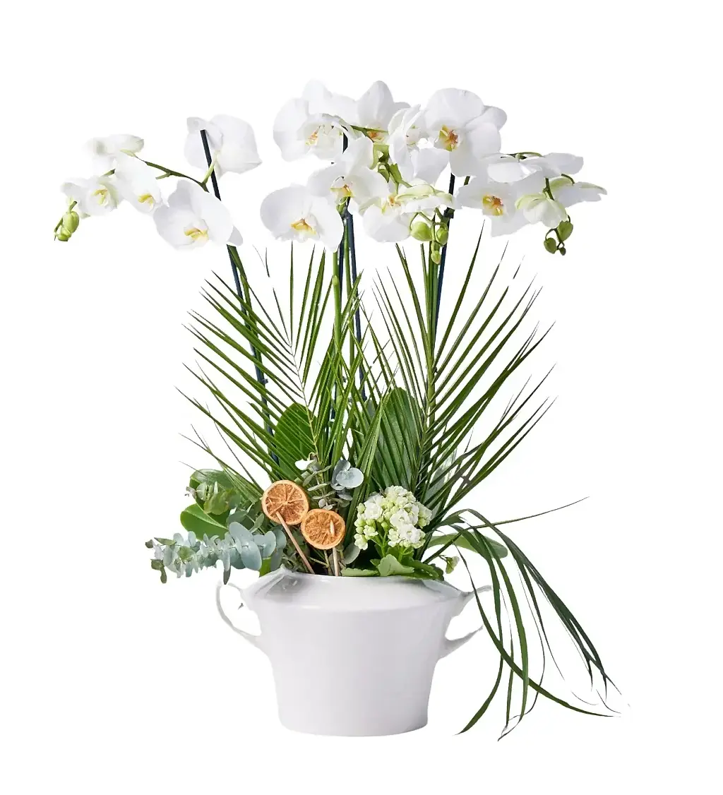 Porselen Kasede 4 Dallı Orkide