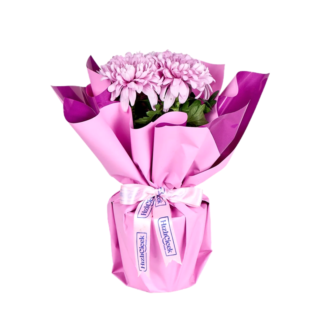 Saksıda Pembe Kasımpatı