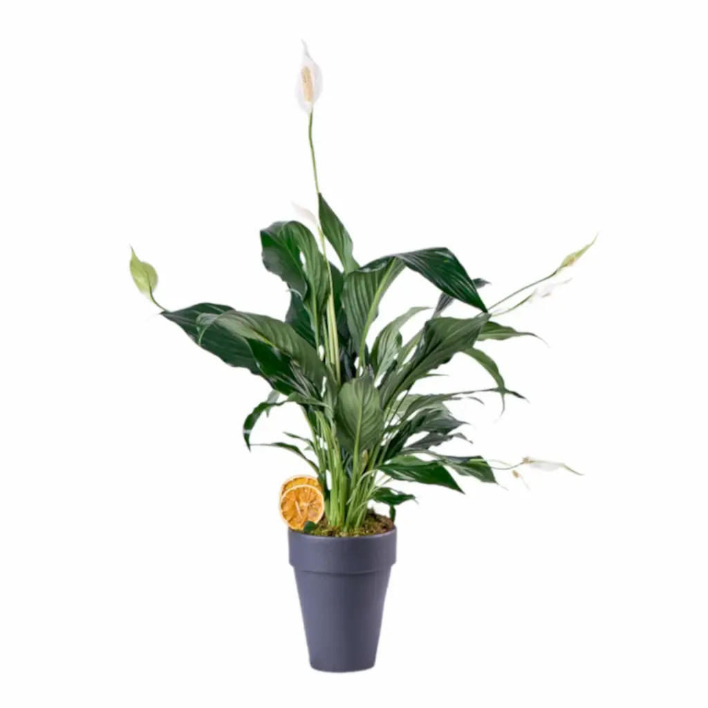 Saksıda Beyaz Spatifilyum