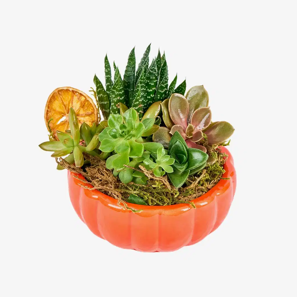 Halloween Sukulent Aranjmanı