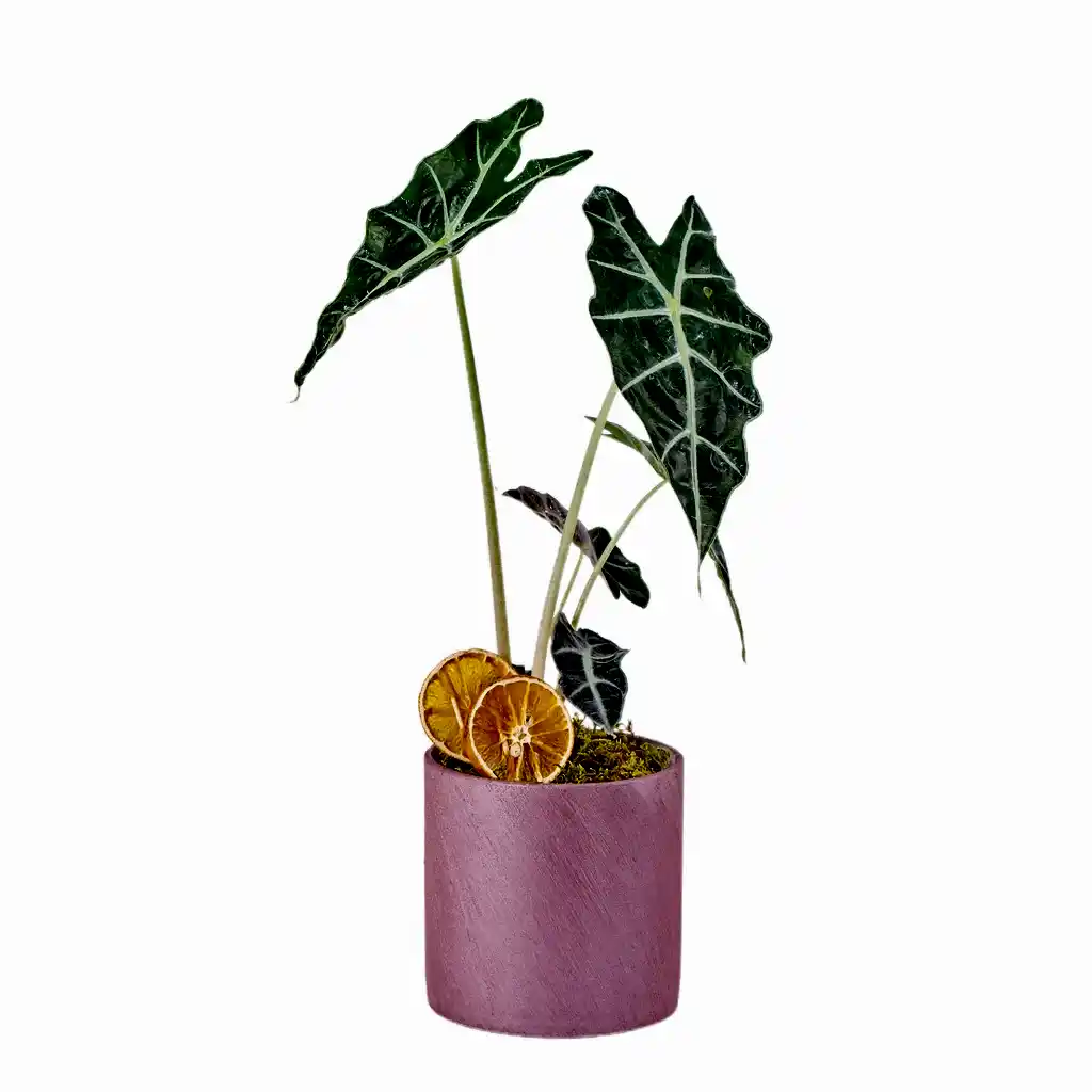 Saksıda Fil Kulağı Bitkisi