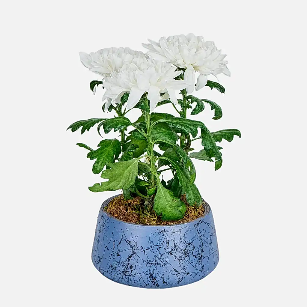 Winter Snow Kasımpatı