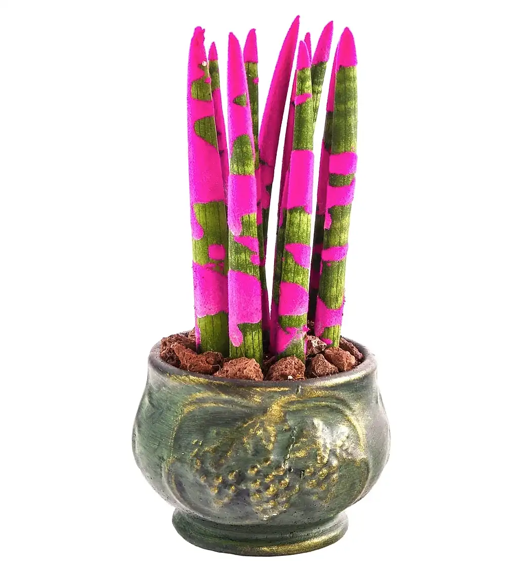 Green Elegance: Pembe Sanseveria