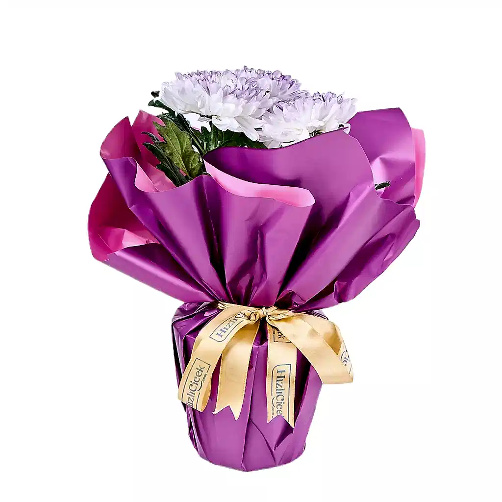 Saksıda Purple Kasımpatı