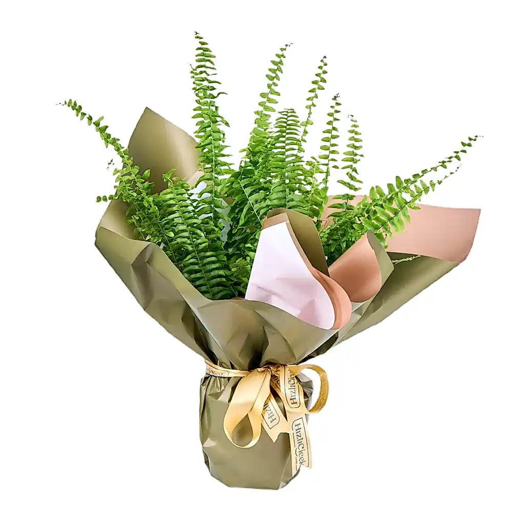 Aşk Merdiveni (Fujer)