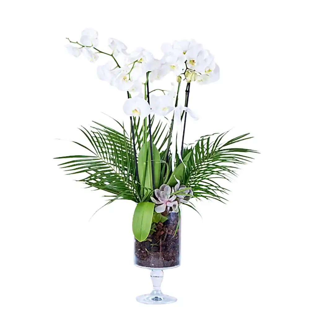 Premium 4 Dallı Beyaz Orkide