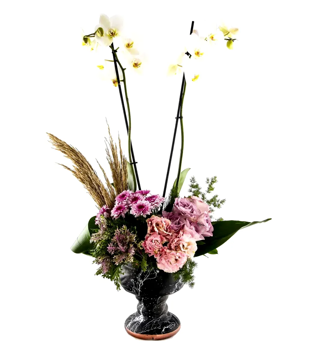 Premium Sense Orkide