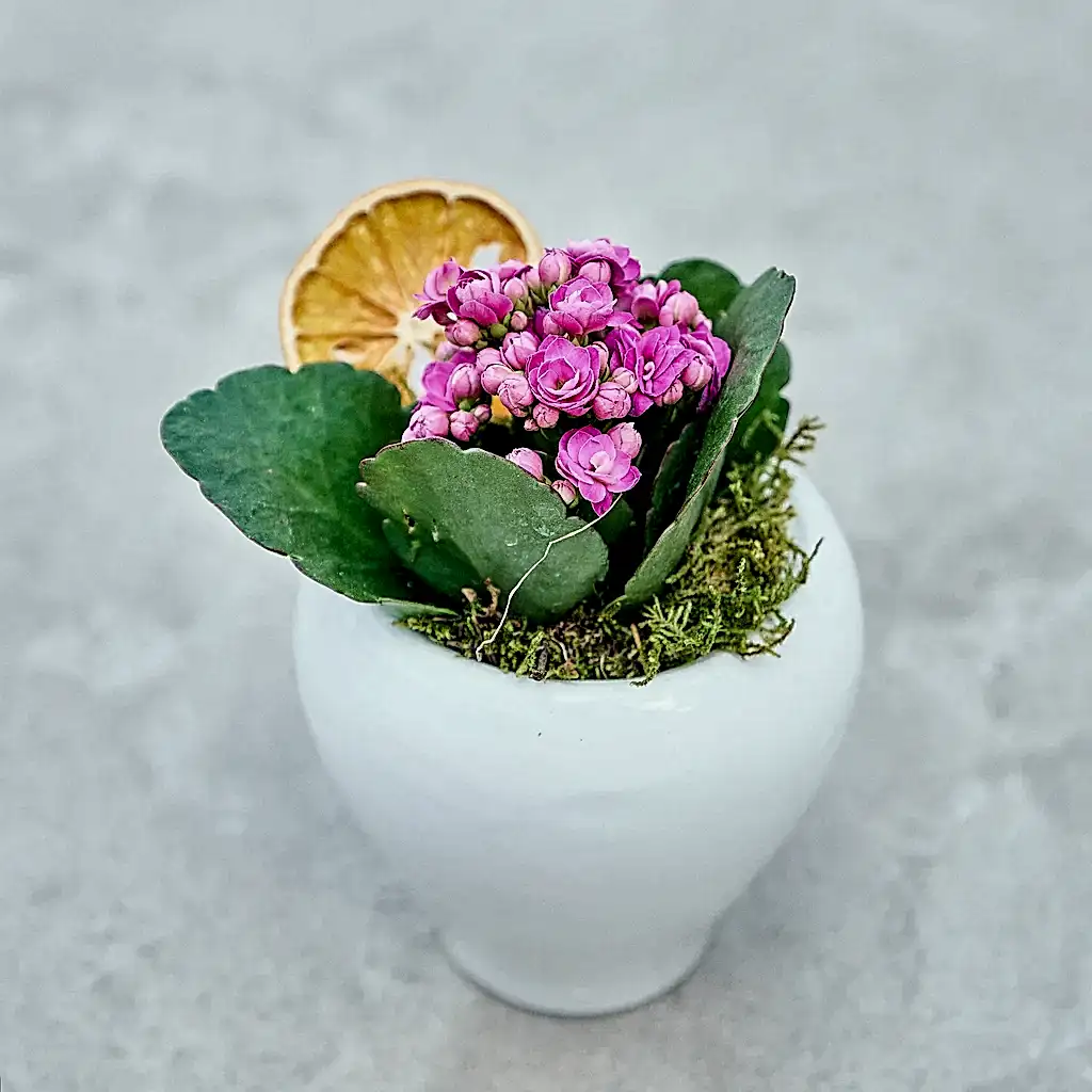 Vazoda Pembe Kalanchoe