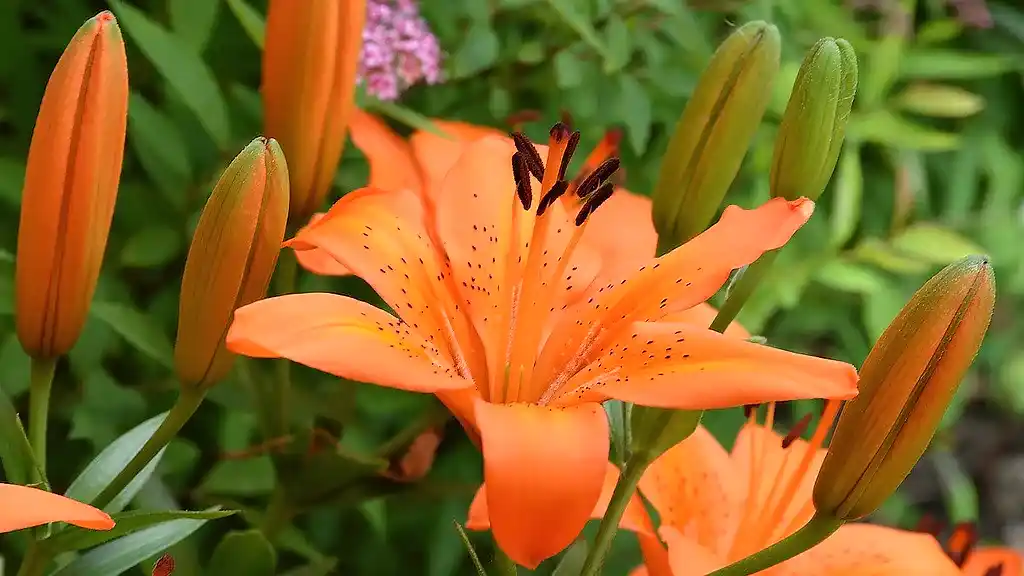 Zambak Bitkisi Bakımı: Zarafetiyle Büyüleyen Çiçekler İçin Doğru Yöntemler