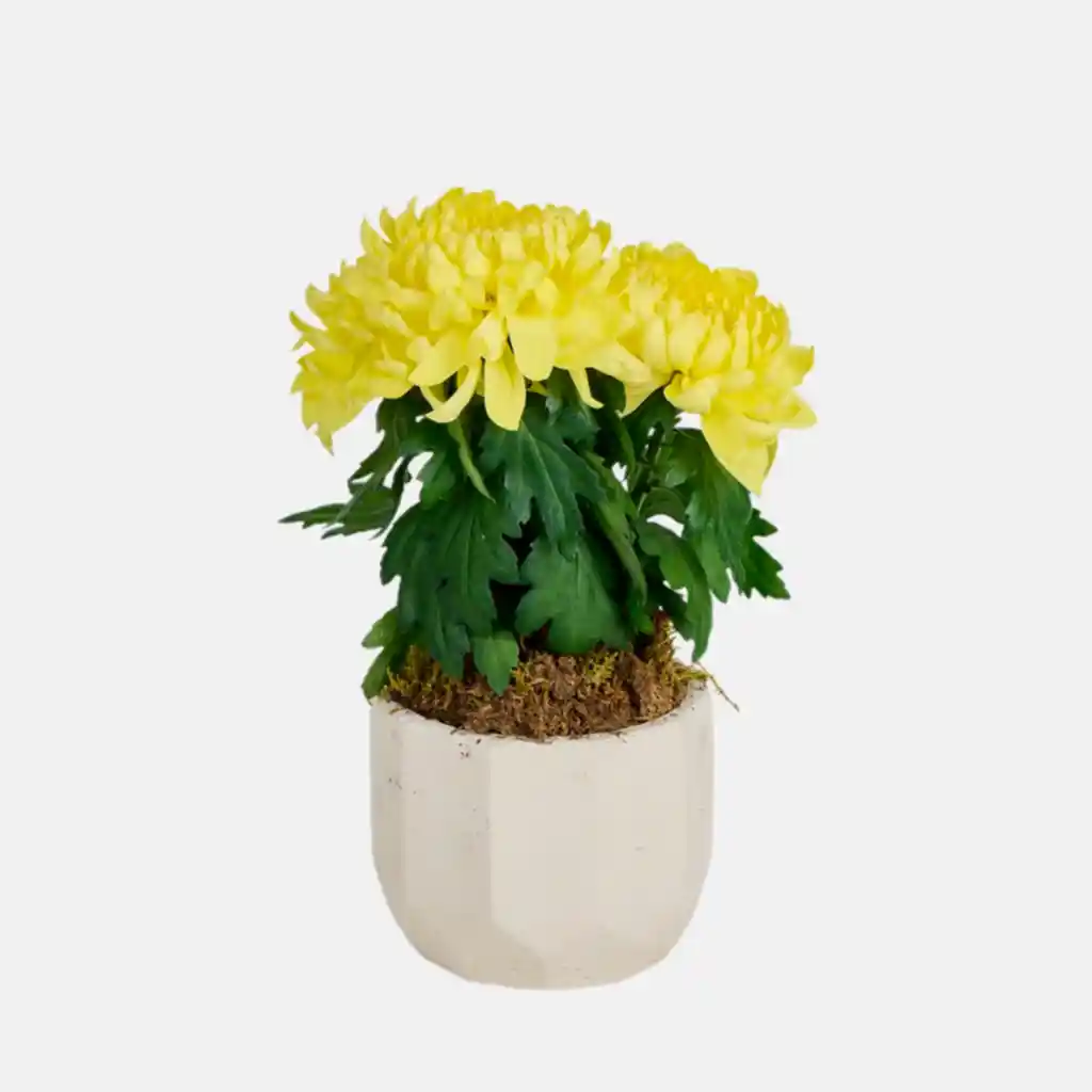 Saksılı Sarı Kasımpatı