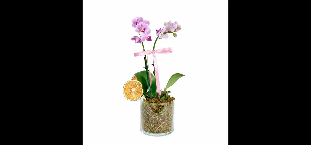 Cam Vazoda Mini Mor Orkide