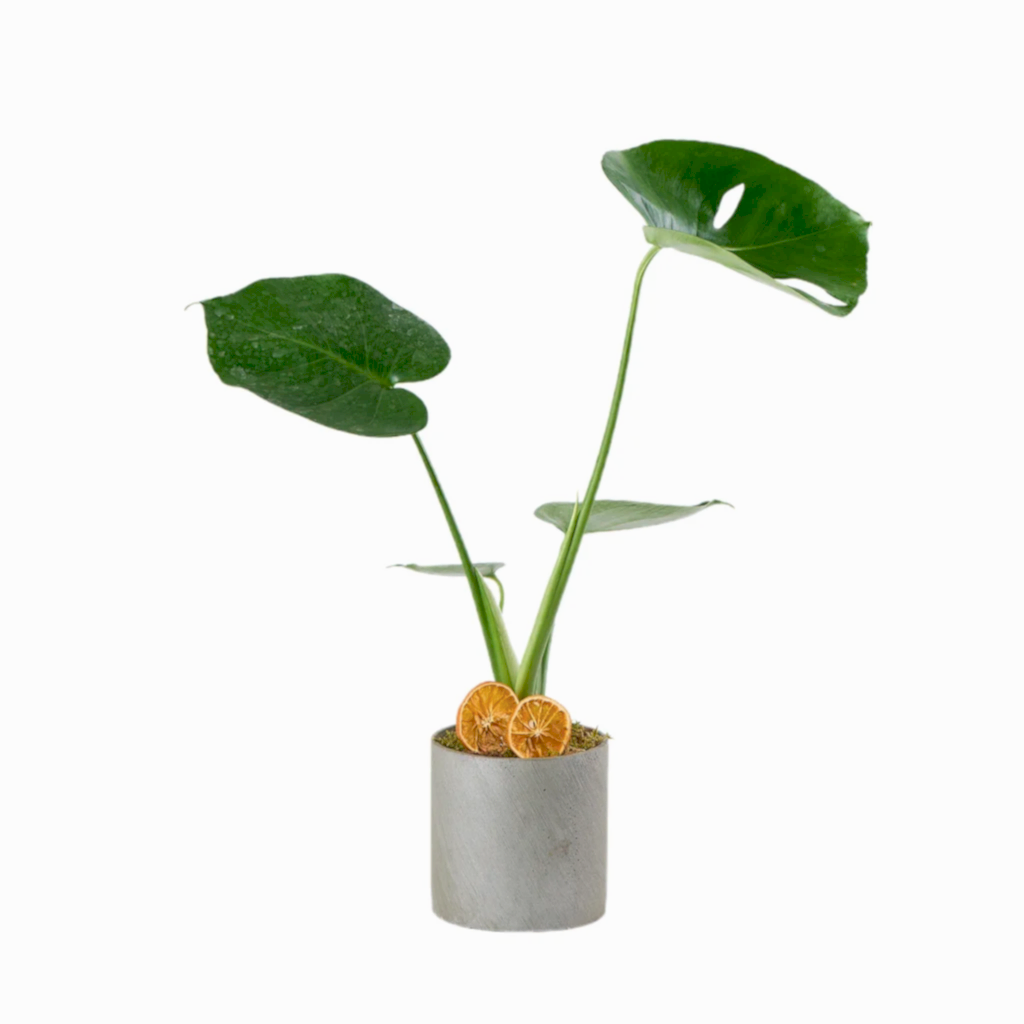 Deve Tabanı (Monstera Çiçeği)