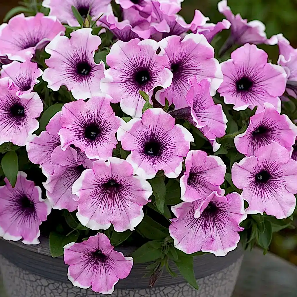 Güneş Seven Çiçekler: Bahçenizi Işıl Işıl Yapacak Güzellikler