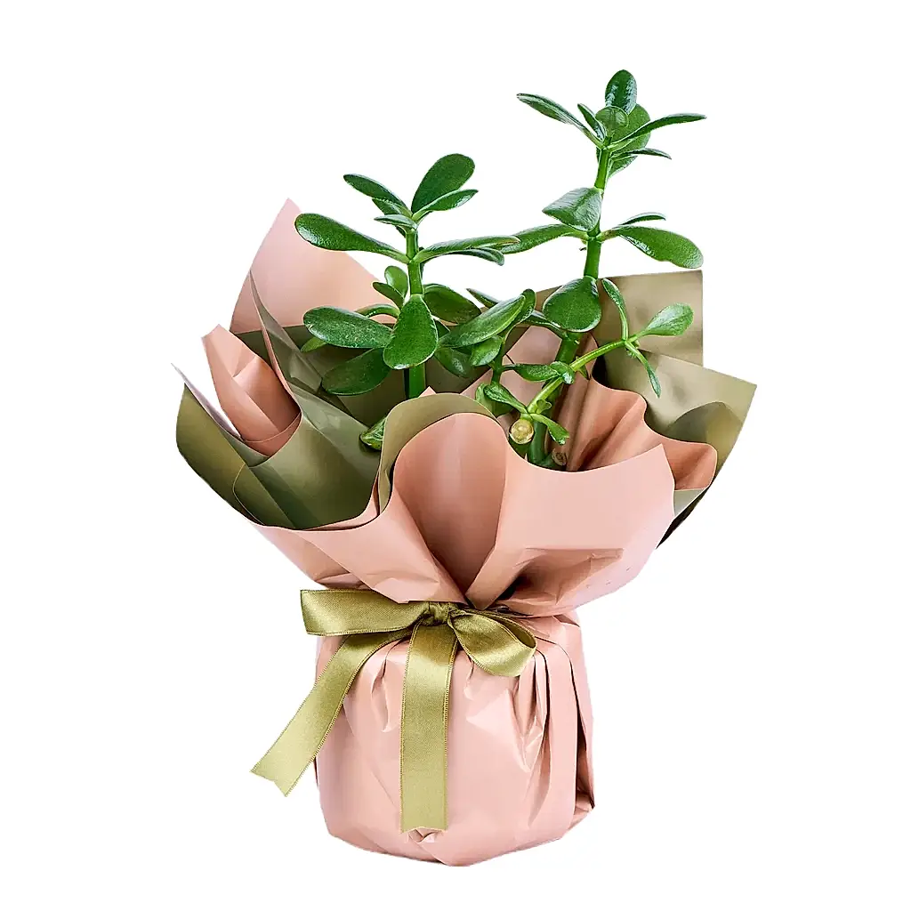 Şans Çiçeği (Crassula)