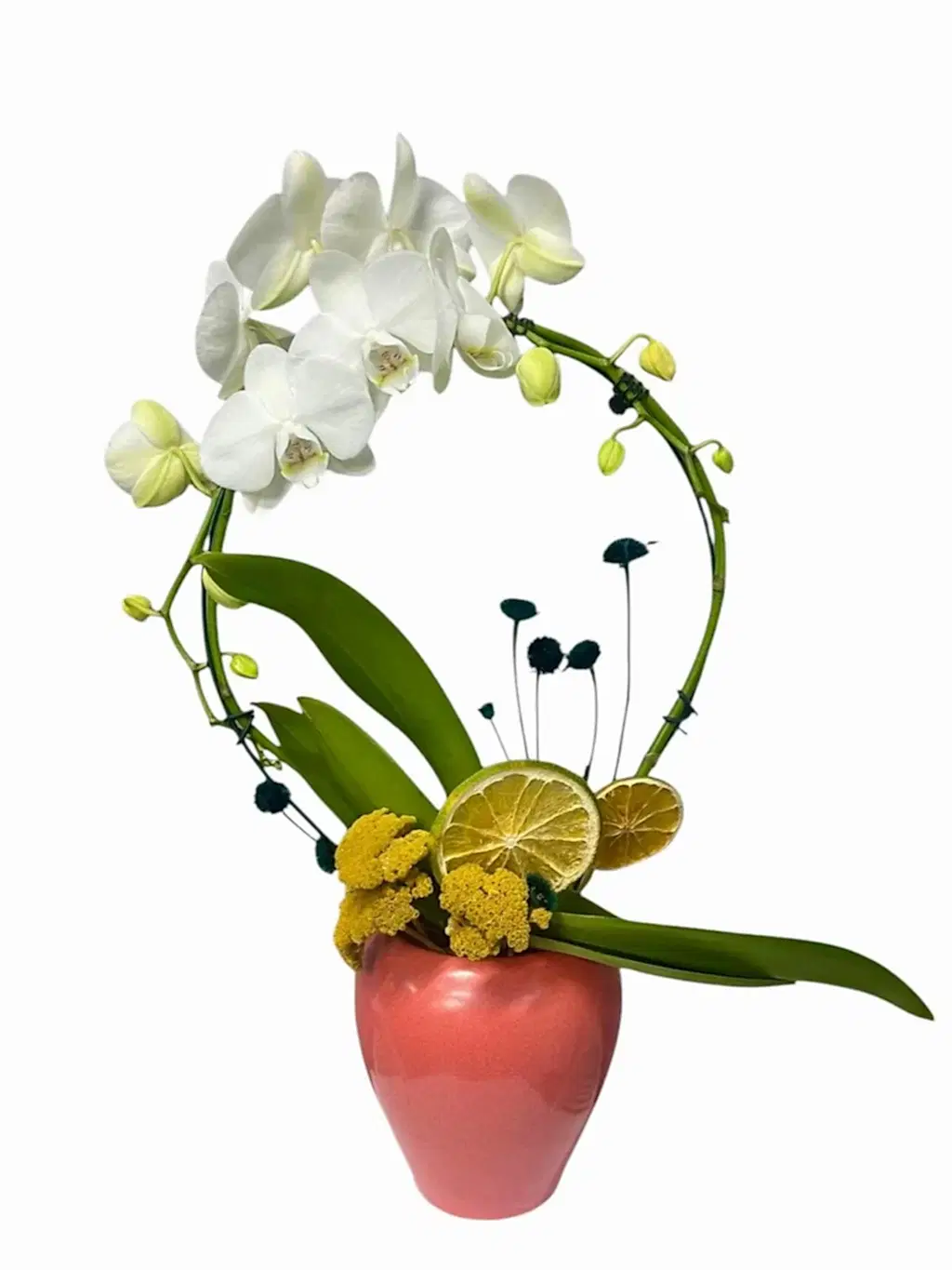 White Circle Orkide