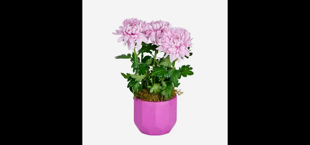 Saksılı Pembe Kasımpatı