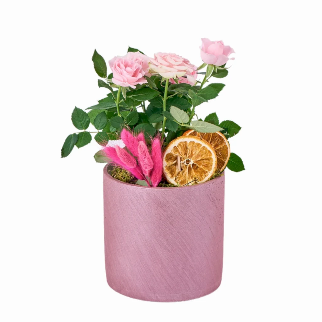 Saksılı Pembe Gül Fidanı