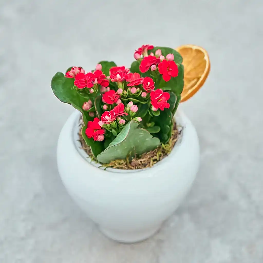 Vazoda Kırmızı Kalanchoe