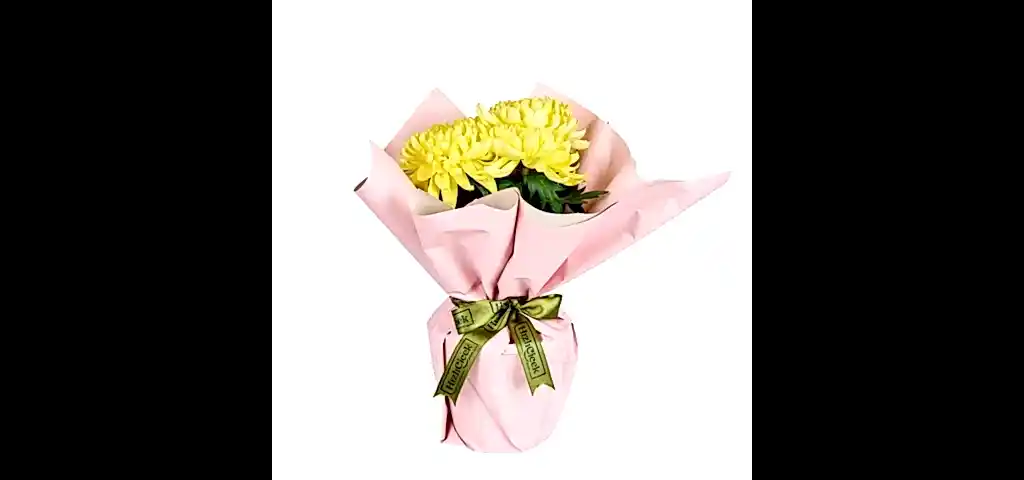 Saksıda Sarı Kasımpatı