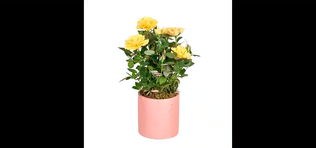 Saksılı Sarı Gül Fidanı