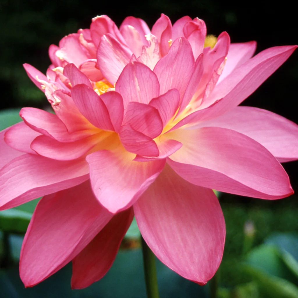 Doğum Günlerine Göre Çiçek Falları 