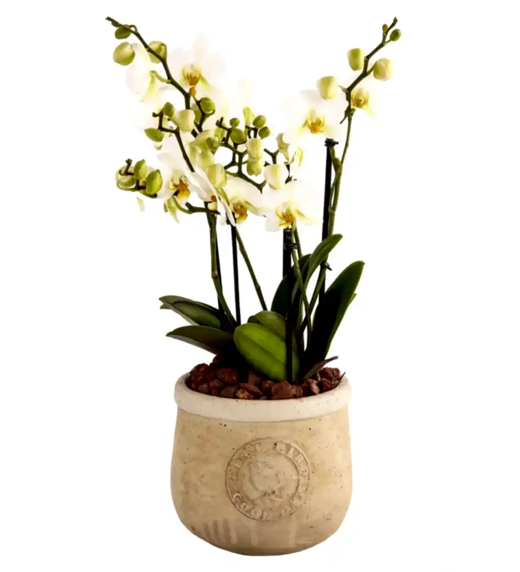 White Love Pretty Mini Orkide