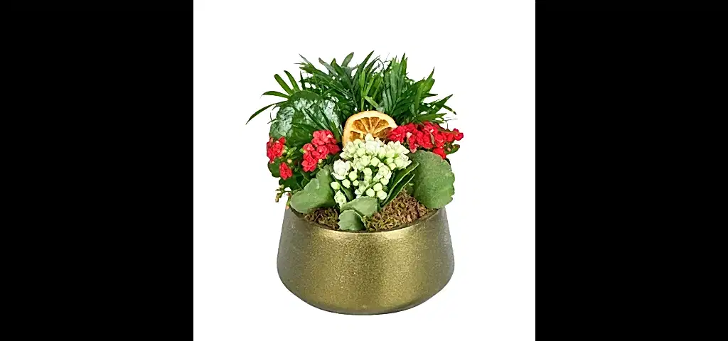 Deep Forest Kalanchoe