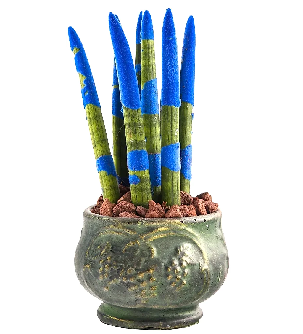 Green Elegance: Mavi Sanseveria