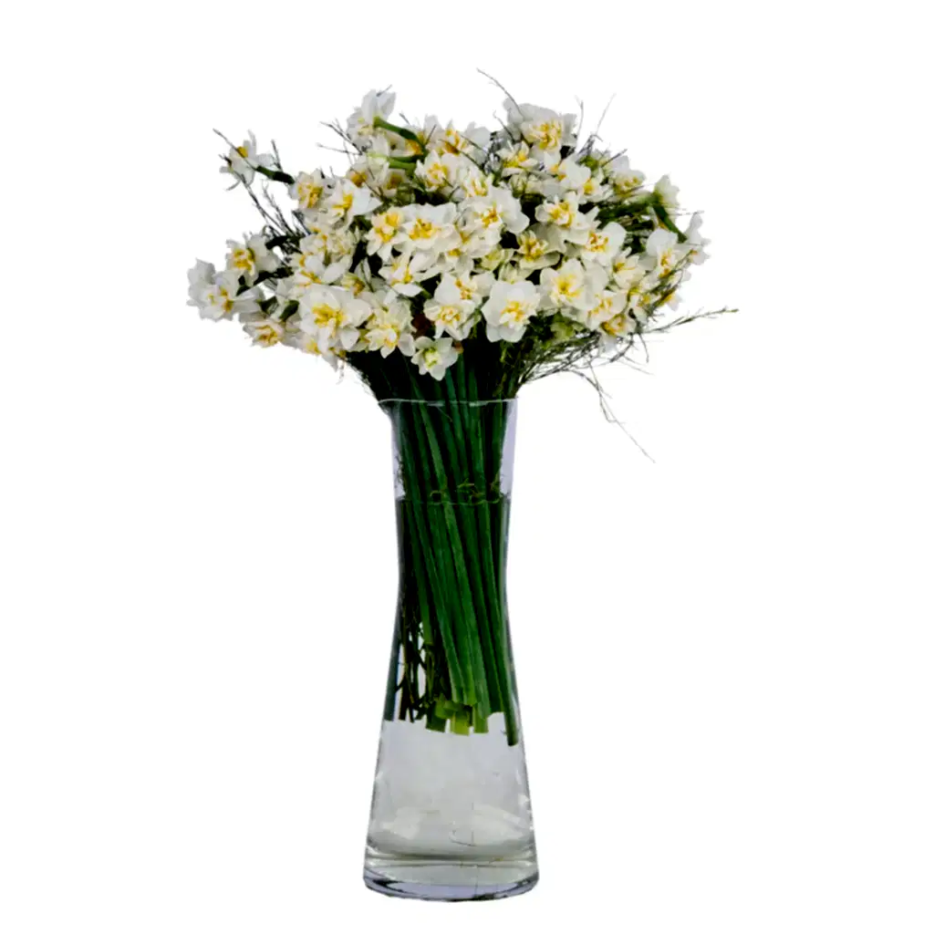 Vazoda Nergis Çiçeği