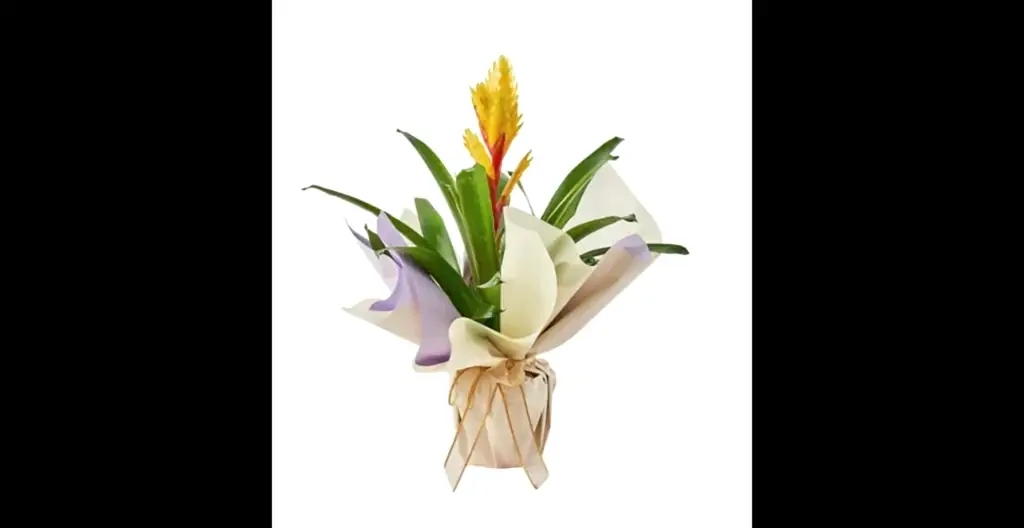 Sarı Vriesea Çiçeği