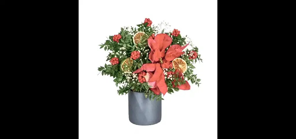 Kokina Elegance (seramik saksıda)