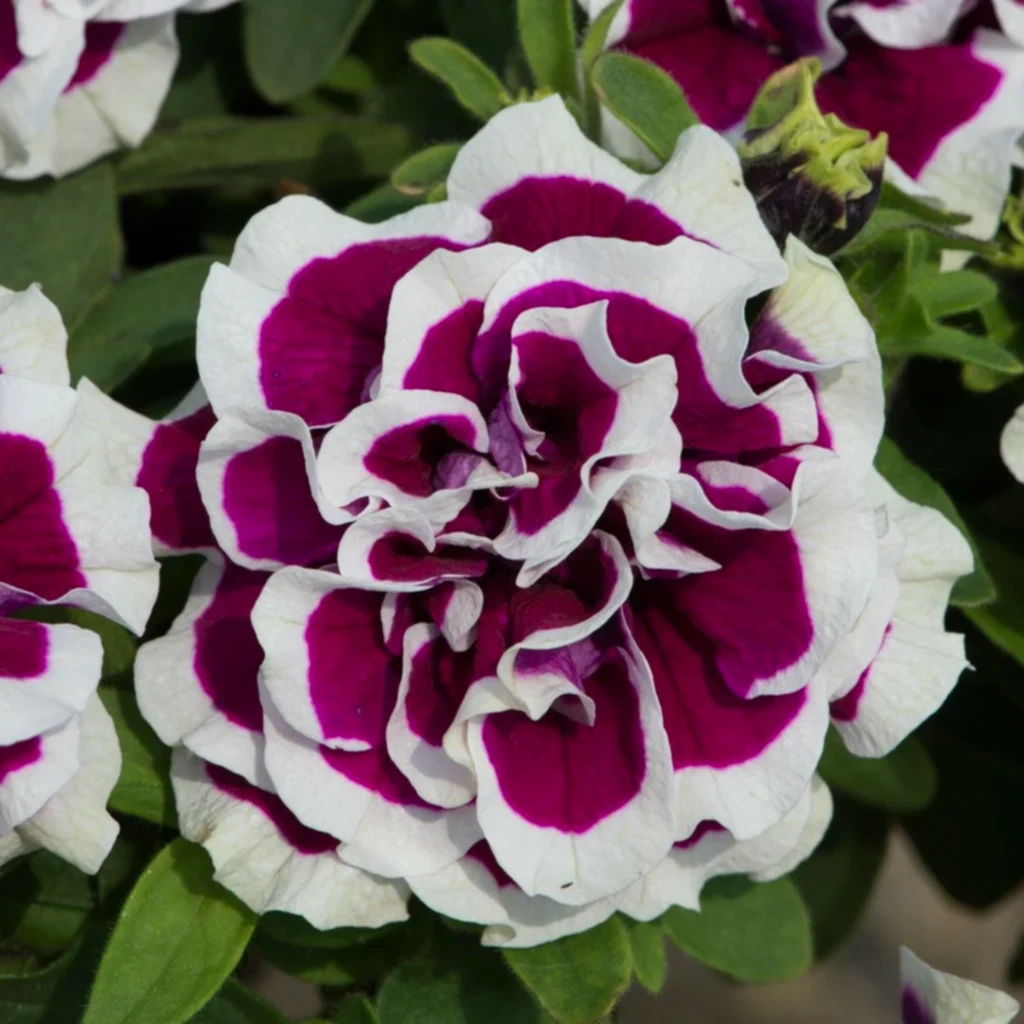 Gece Göğü Petunya Çiçeği Bakımı 