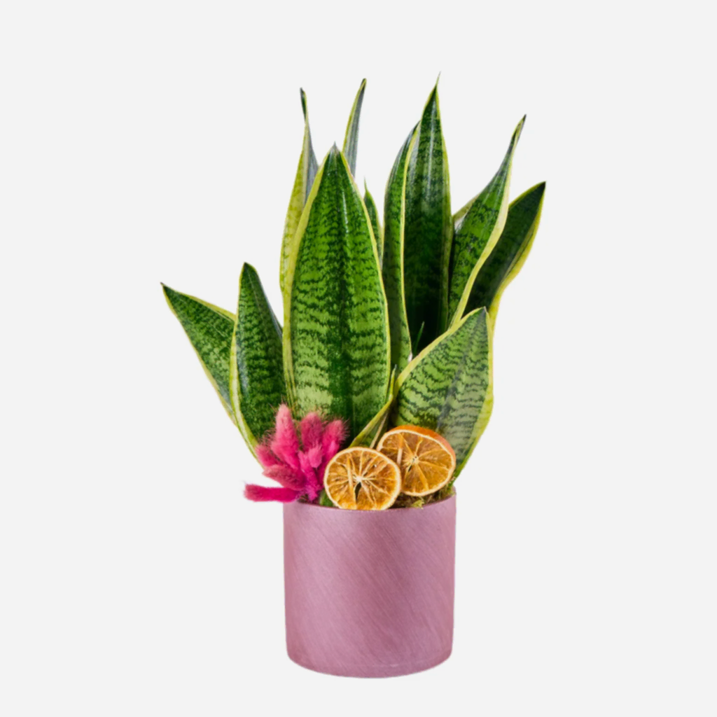 Paşa Kılıcı Çiçeği