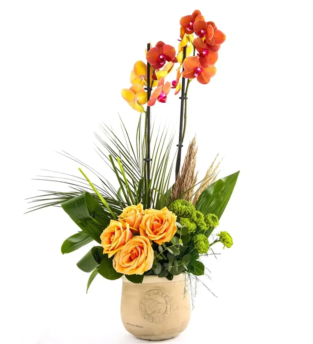 Sweet Energy Luxury Orkide