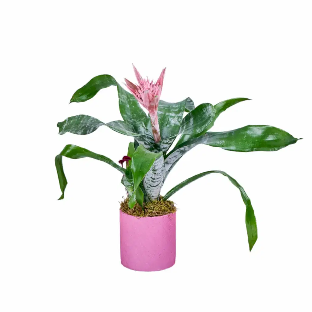 Saksılı Kupa Çiçeği (Eşmeya)