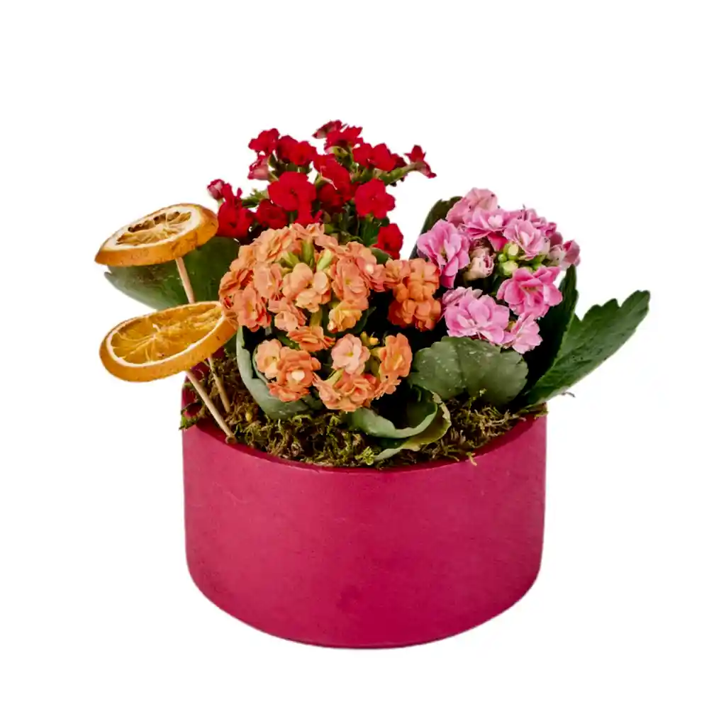 Renkli Kalanchoe Aranjmanı