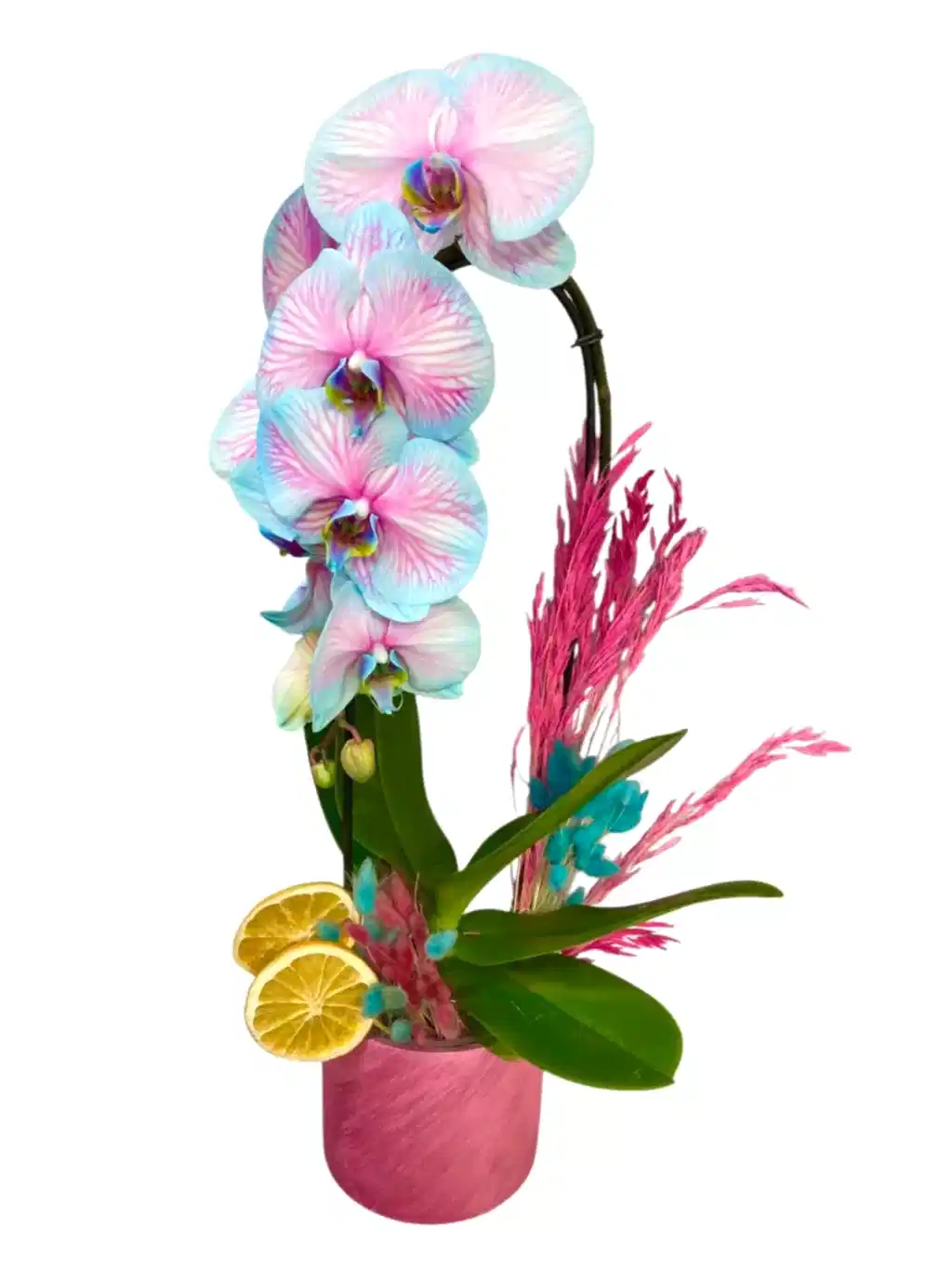 Double Aqua Rose Orkide