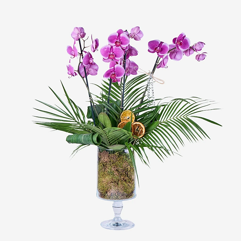 Premium 4 Dallı Mor Orkide
