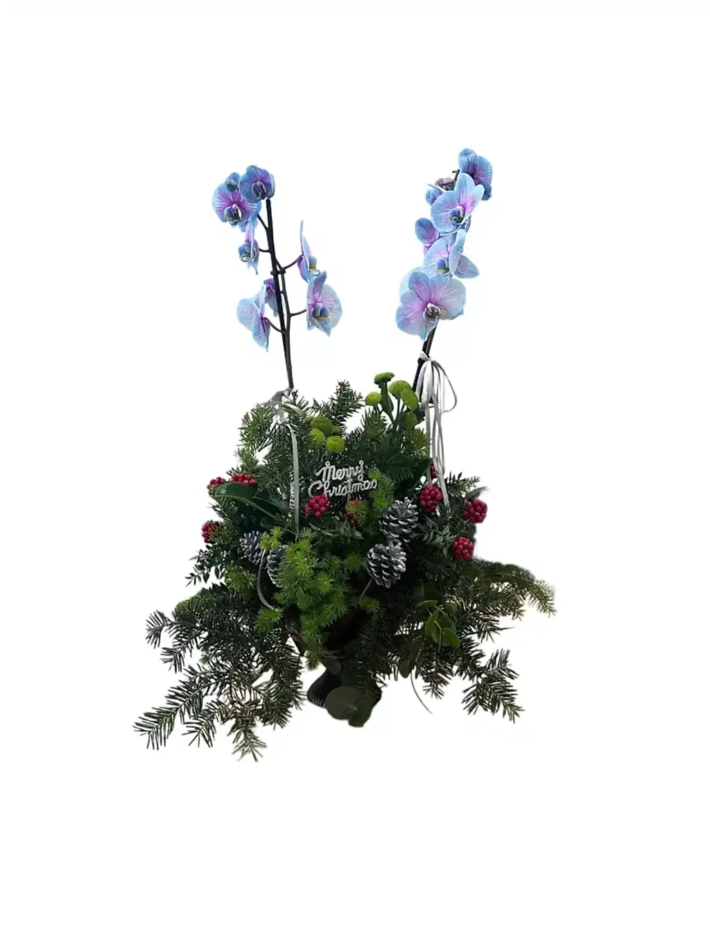 Santa's Blue Baby Orkide