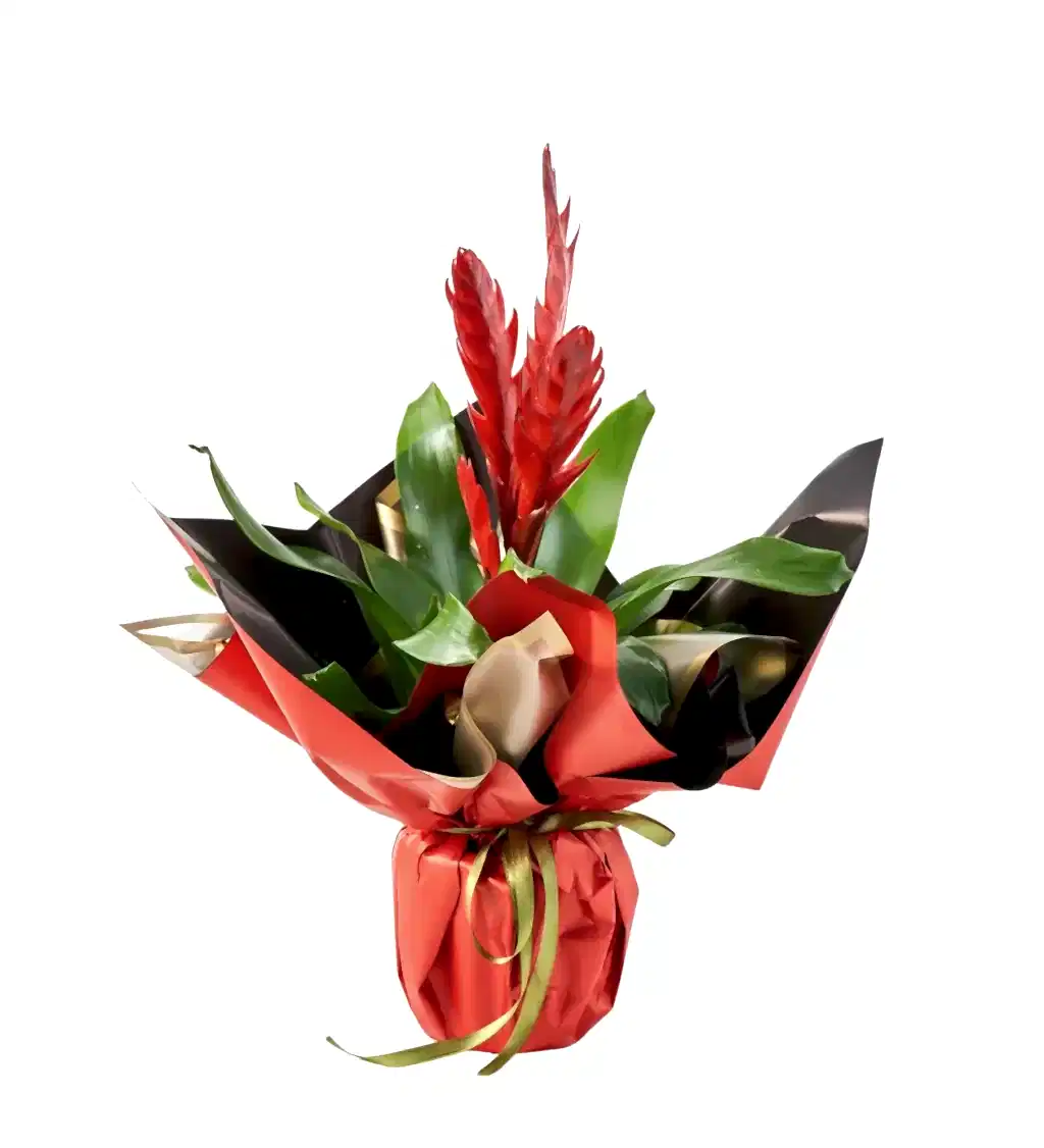 Kırmızı Vriesea Çiçeği